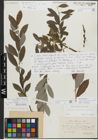 Foto von Salix daphnoides Vill.